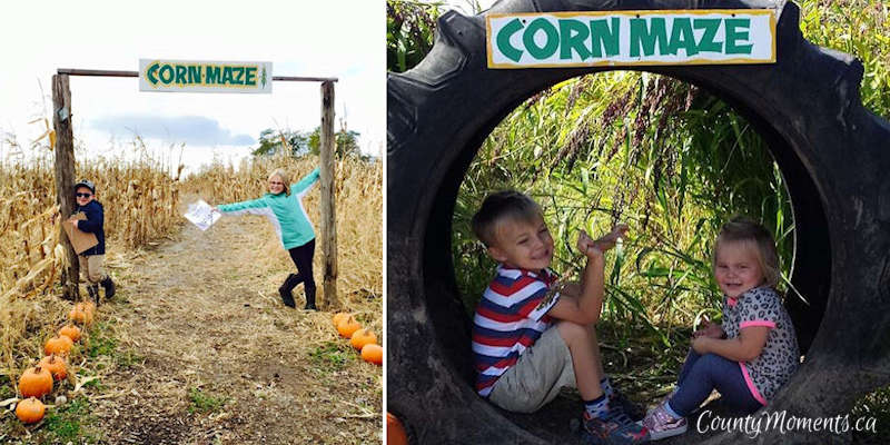 Campbells Orchards corn maze in Prince Edward County