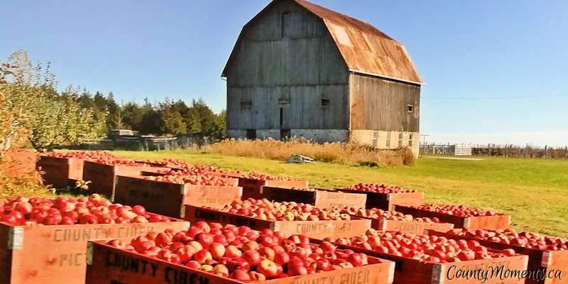 County Cider apple bins, Waupoos in Prince Edward County