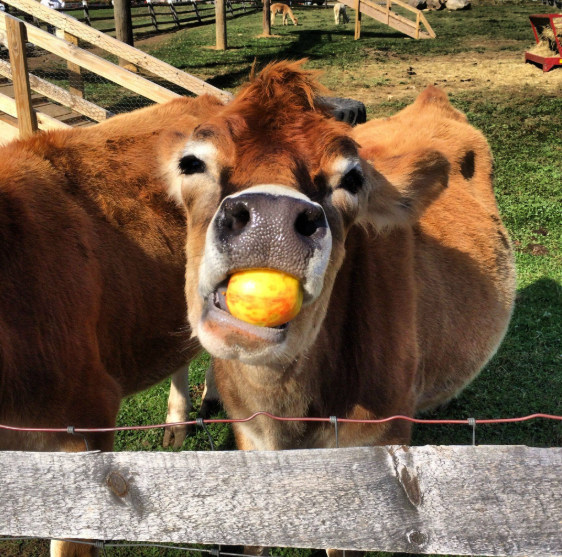 cow eating an apple
