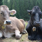 Cow tipping – myth or fact?