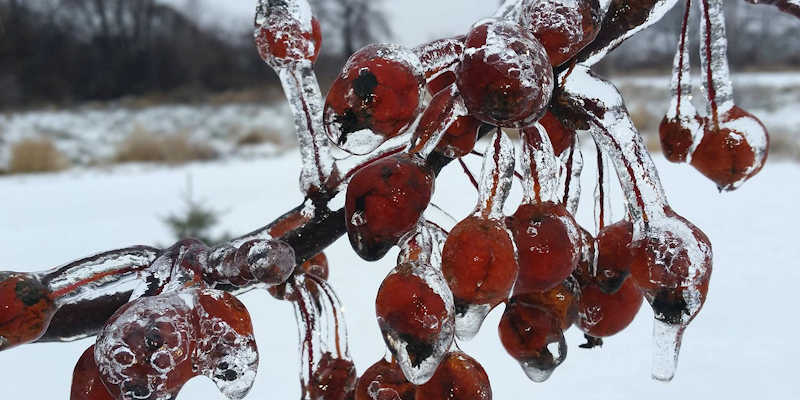 Berries in ice