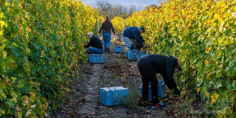 Grape harvest at the Grange Winery, Prince Edward County
