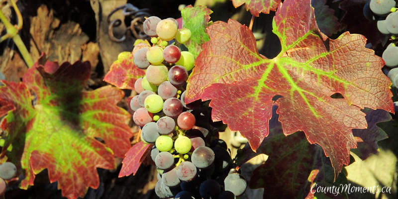 Wine grapes at the veraison stage