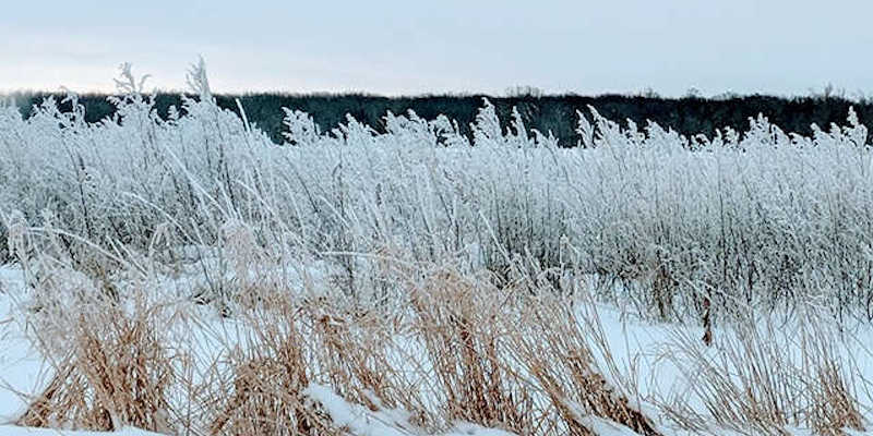 Hoar frost at Big Island