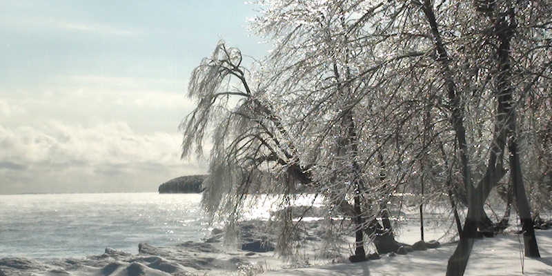 Ice laden trees at Cressy lakeside