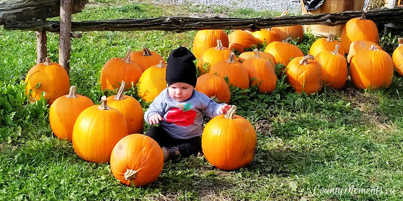 Toddler in the pumpkin patch