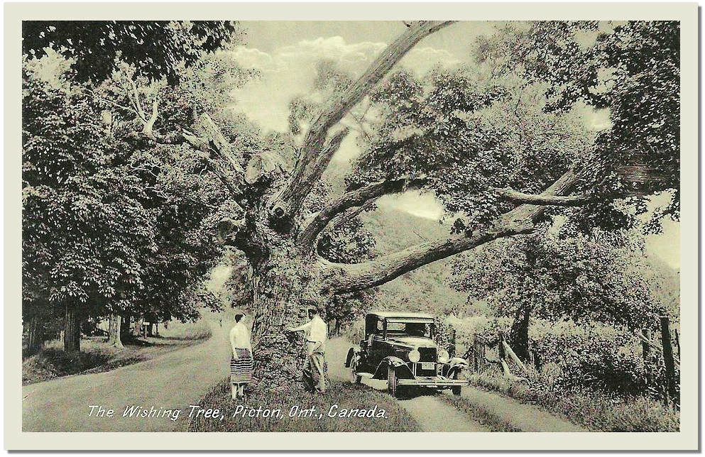 The wishing tree, Picton, Ontario